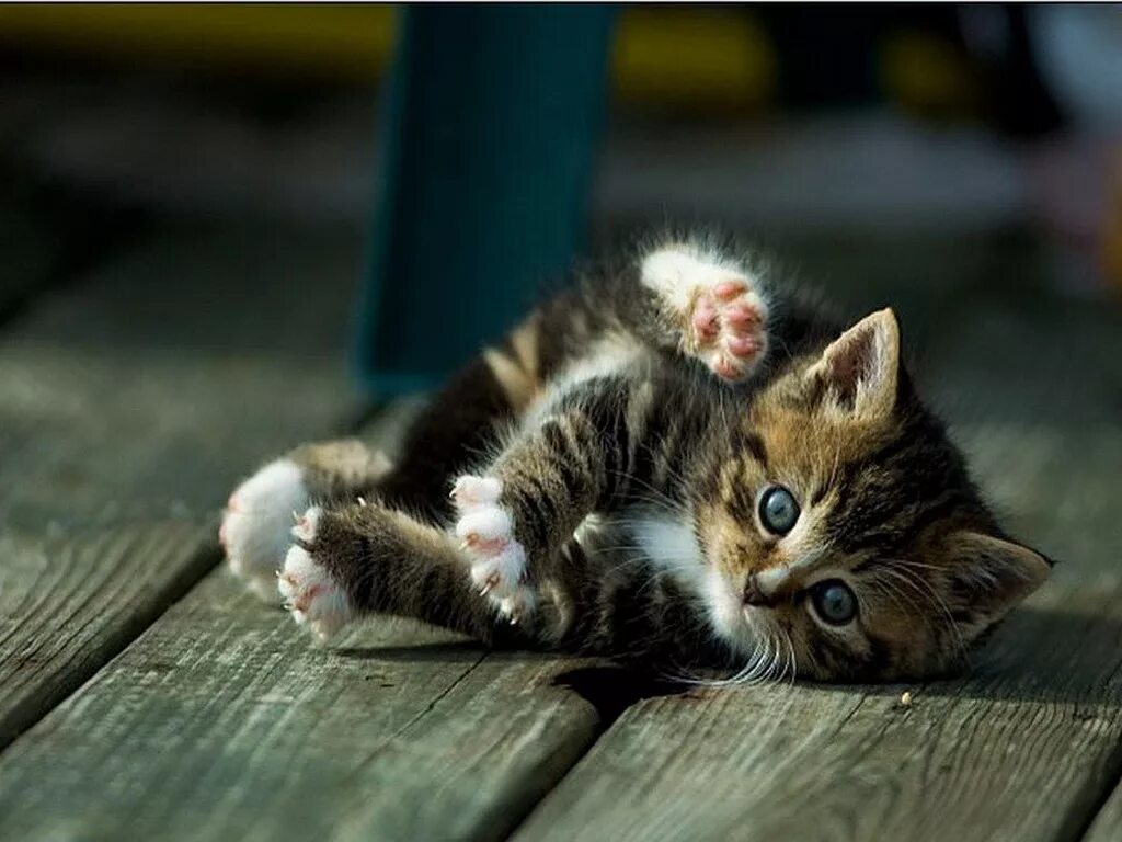 Котята с мамой. Котики мы. Смешные картинки с подписями. Злой котенок. Уставшая кошка с котятами.
