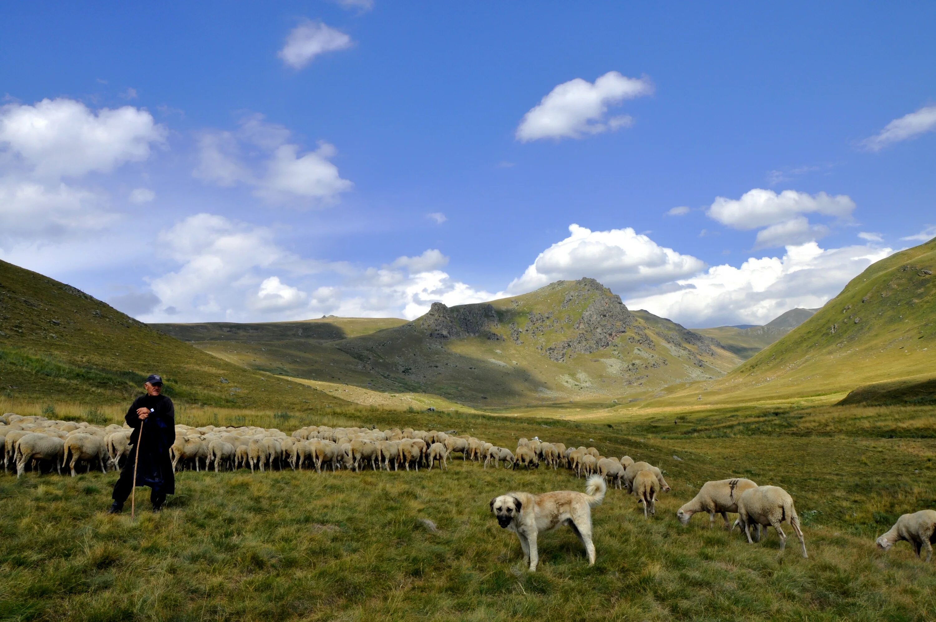 Пастухи кыргызстан. Чебан горный пастух овец. Чабан кавказ горный. Чабаны в горах. Пастух дагестан.