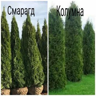 Туя смарагд расстояние при посадке