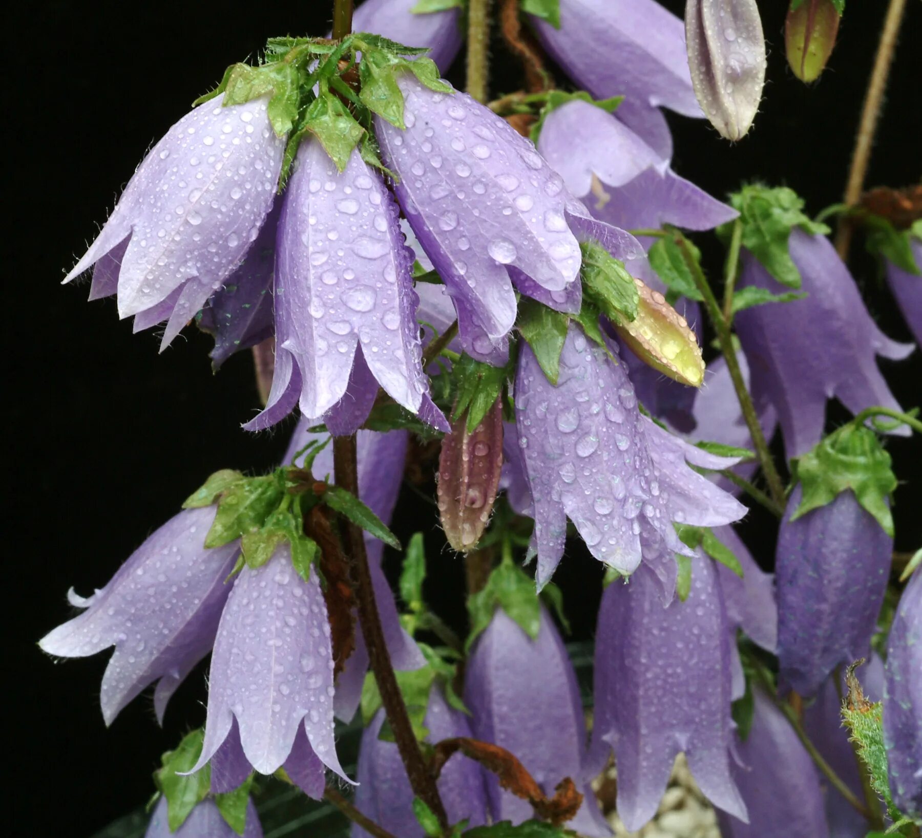 Колокольчик точечный "Purple Sensation". Колокольчик дернистый. Колокольчик Кампанула пунктата. Колокольчик точечный Сильвер Беллс. Колокольчик фонтейн