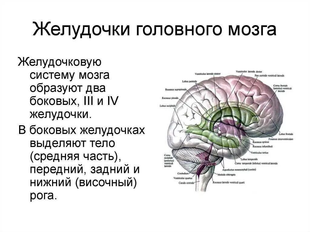 Боковые желудочки головного мозга функции. Желудочки головного мозга строение. Строение боковых желудочков головного мозга. Латеральные желудочки мозга функции. Правый желудочек головного