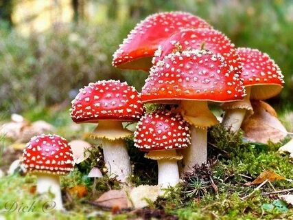 Грибы опасные для животных