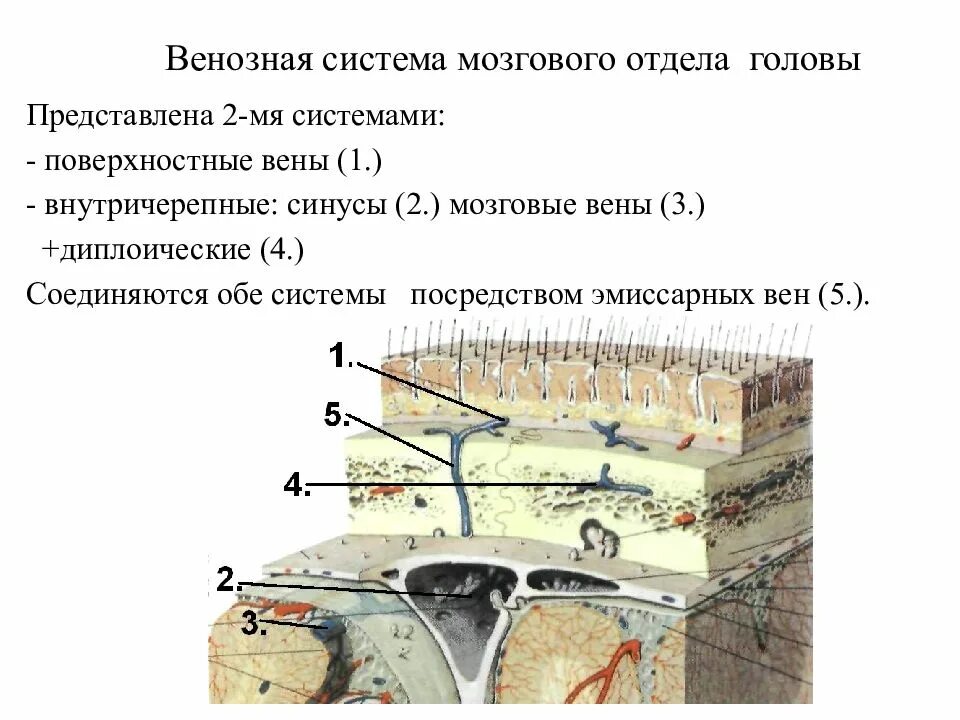 Диплоические вены. Венозная система мозгового отдела головы. Слои мозгового отдела головы.