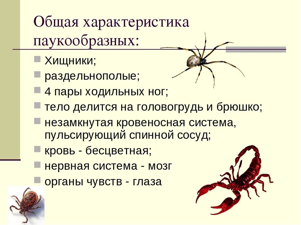 Для паукообразных характерно. Особенности строения паукообразных кратко. класс паукообразные общая характеристика. характеристика класса паукообразные. общая характеристика паукообразных кратко.