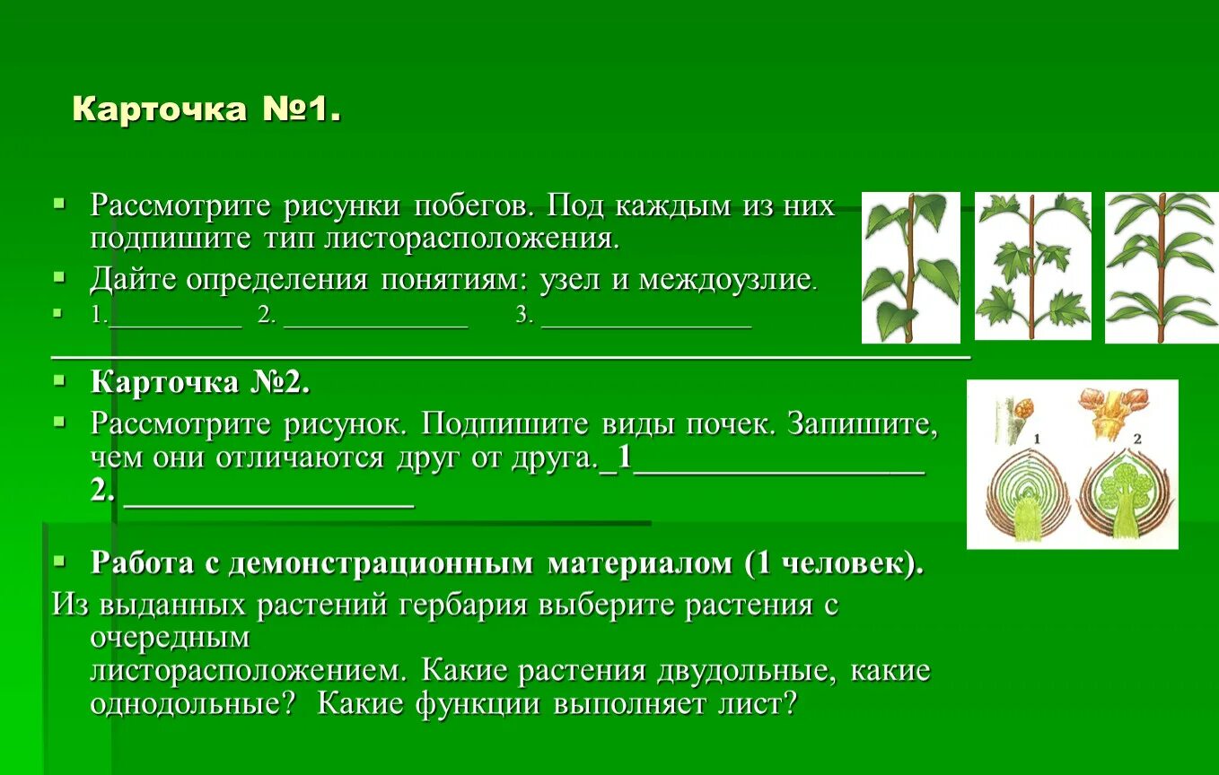 Дайте определение понятия 6 класс. Листорасположение побега. Определение понятий узел побега. Листорасположение лилейных растений. Подпишите типы листорасположения биология 6 класс.