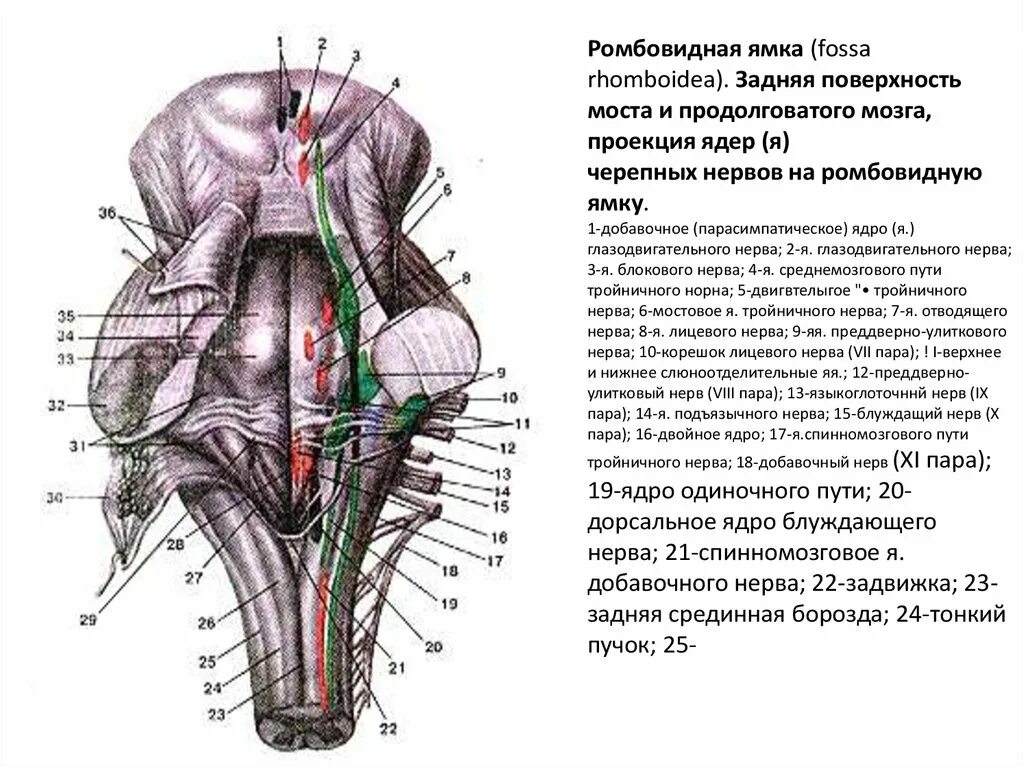 Ромбовидная ямка ядра черепных нервов. Рельеф ромбовидной ямки. Рельеф ромбовидной ямки. Апертуры ромбовидной ямки. Рельеф ромбовидной ямки.