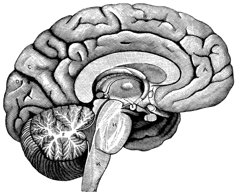 Brain 47. Сагиттальный разрез головного мозга анатомия. Структуры головного мозга без подписей.