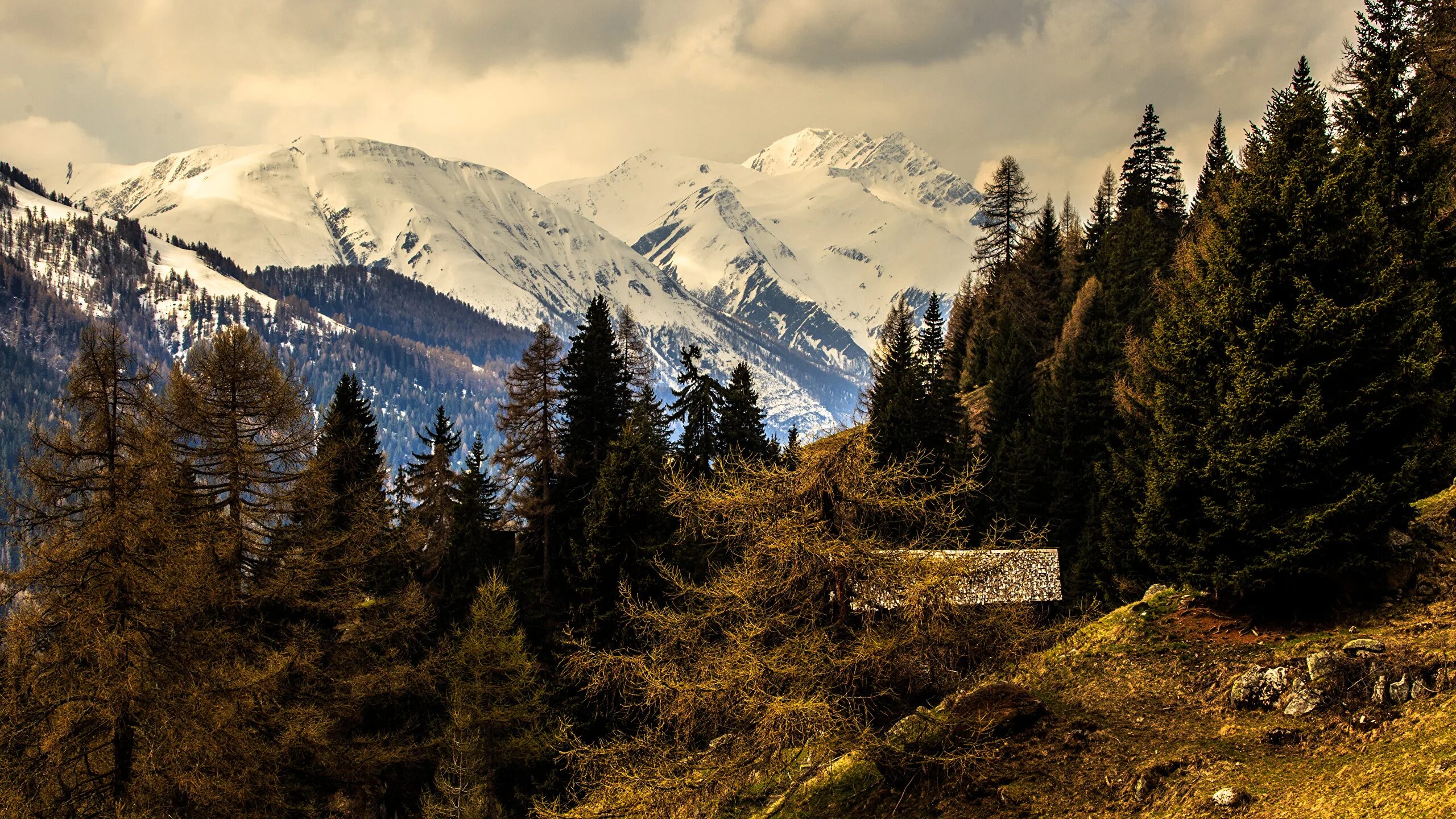 Фото лес и горы. Горы Альпы. Альпы Швейцария. Лес и горы Швейцария. Швейцария Альпы 3840 2160.