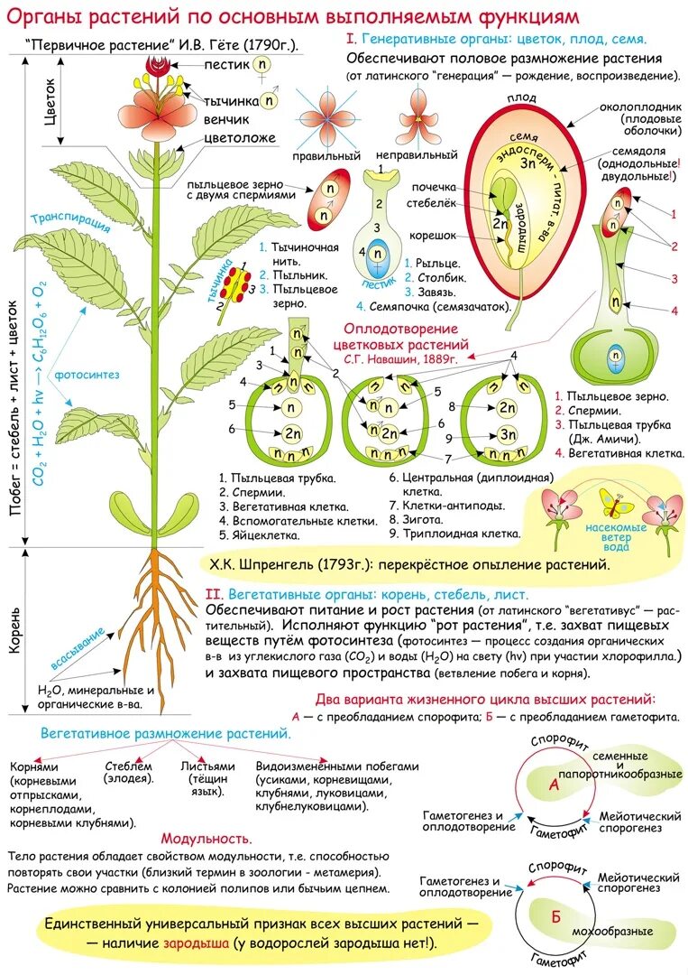 Цикл покрытосеменных схема. Функции генеративных органов цветковых растений. Конспект по биологии растения. Опорные конспекты по биологии.