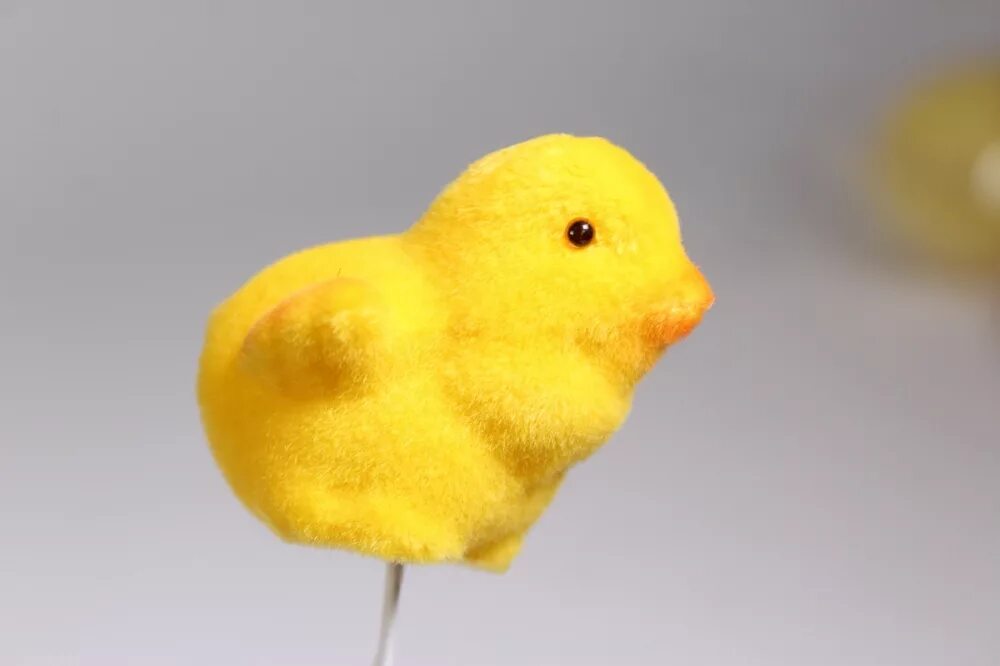 К чему снится цыпленок желтый. Желтый цыпленок. Птенец желтый. Светящийся жёлтый цыплёнок. Начаненный желтый цыплёнок.