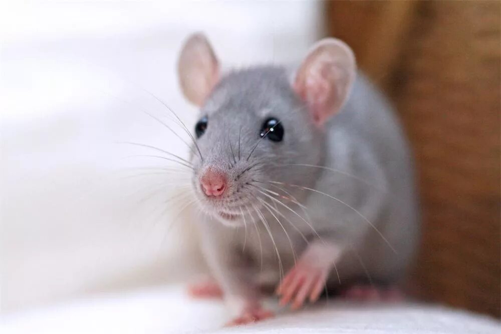 Серая мышь. Мышка серая. Мышь домовая серая. Серая мышь животное.