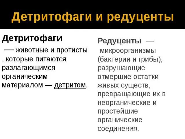 Детритофаги и редуценты