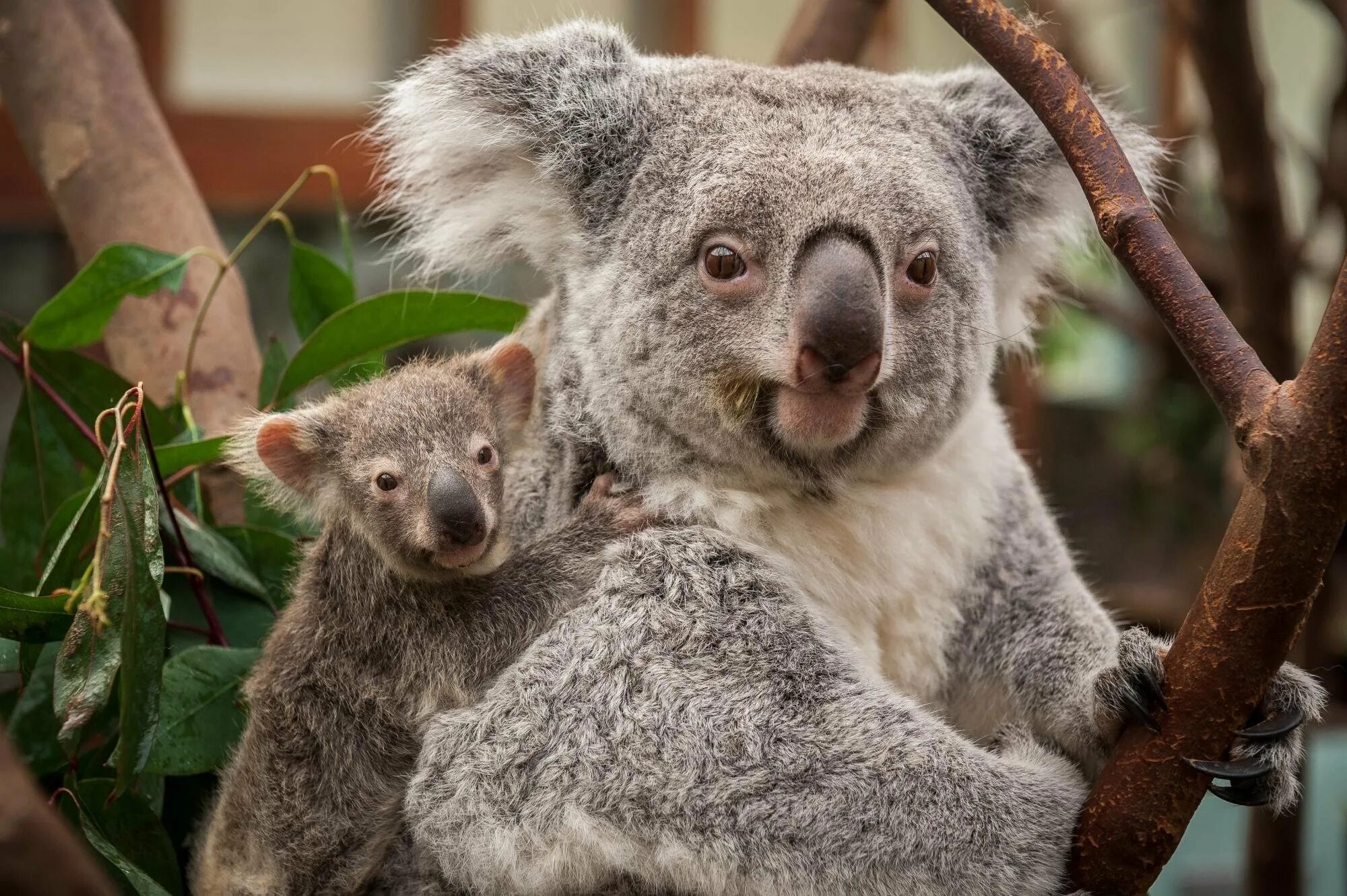 Тасмания коала. Эндемики Австралии коала. Серая коала. 4 Коалы.