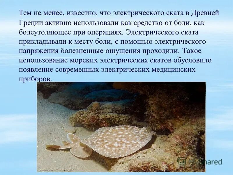 Помощь скату