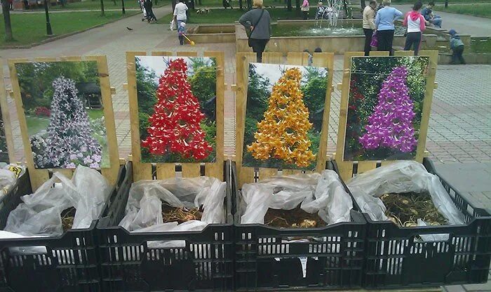 Лилия дерево сорта фото: найдено 89 изображений