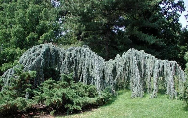 Кедр атласский glauca. Cedrus atlantica glauca pendula. Кедр атлантика глаука. Кедр ливанский атлантика глаука пендула. Кедр ливанский атлантика глаука.