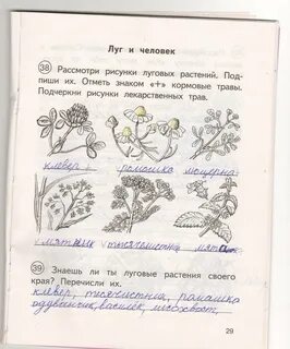 Рассмотри рисунок запиши название растений