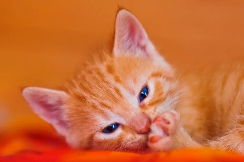 Рыжик язык. Рыжий котёнок. Рыжий котенок с голубыми глазами. Огненно рыжие котята. Милые рыжие котики.