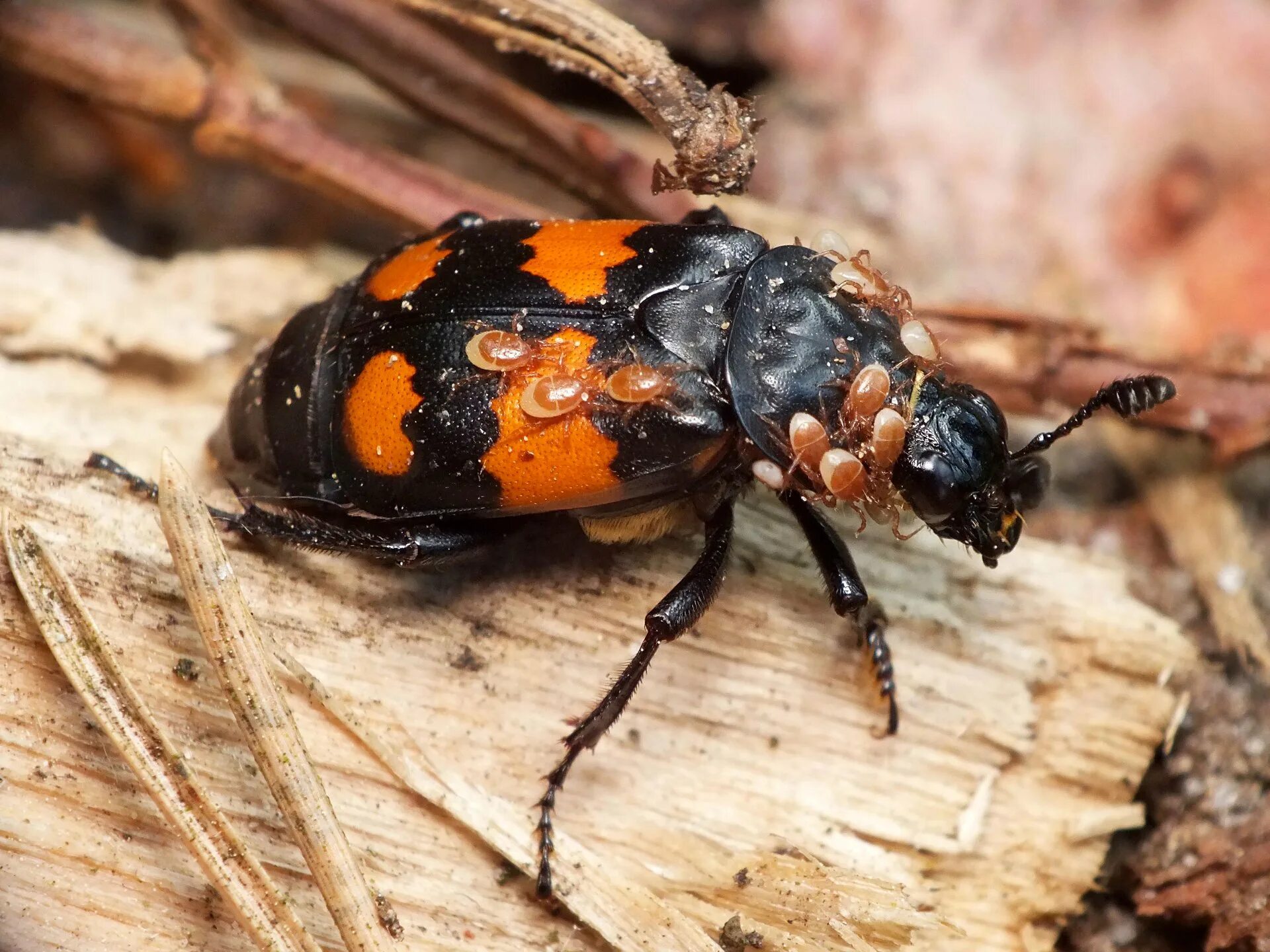 Жук могильщик обыкновенный. Жук разрушитель. Жук мучной хрущак. Насекомые сан тары жук наарзник. Жук древоточец шашель.
