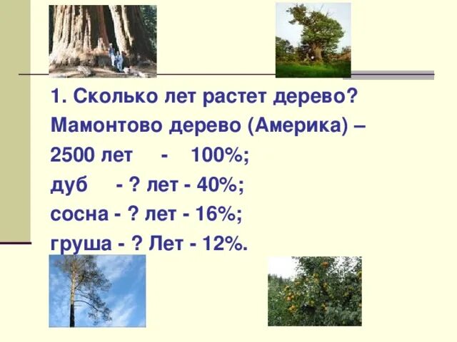 Сколько нужно дереву чтобы вырасти. Сколько лет растет дуб. сколько лет растет сосна. сколько растет дерево за 1 год. насколько в год вырастает дуб.