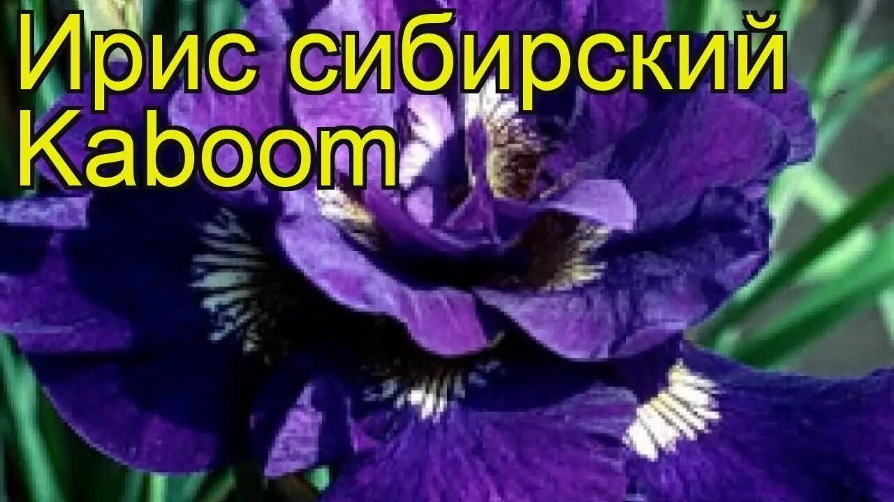 Ирис сибирский Кабум (Iris sibirica Kaboom) купить в Москве по низкой цене из пи