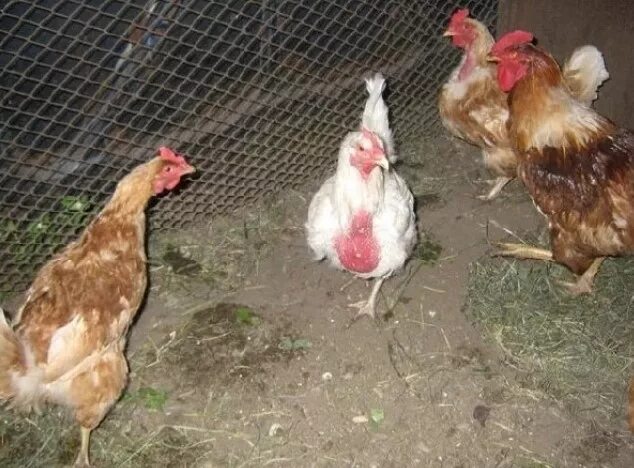 Почему курицы зоб