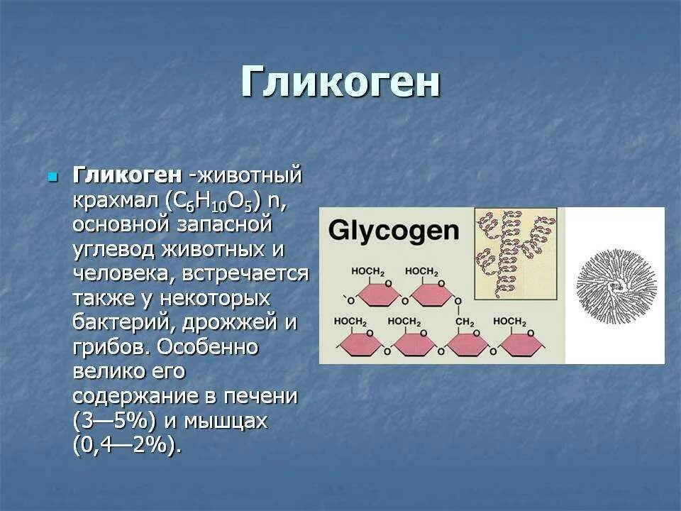 1 гликоген относится к. Гликоген. Запасной углевод гликоген. Гликоген животный крахмал. Запасной углевод животных.