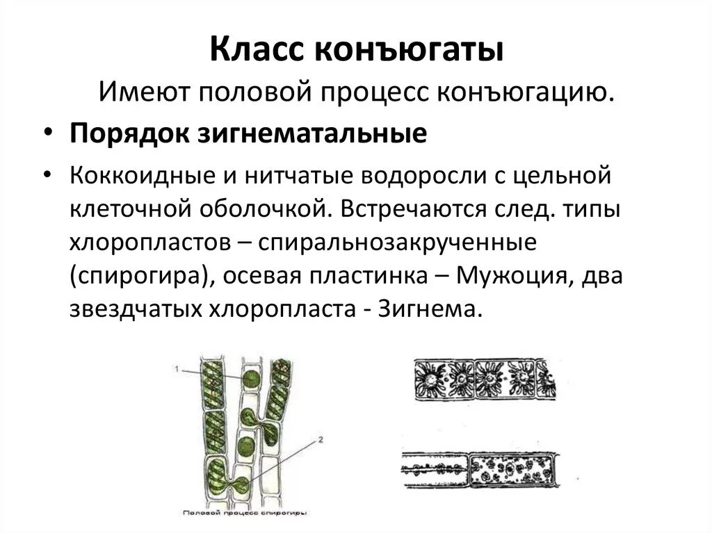 Спирогира половое. Конъюгация водоросли спирогиры. СЦЕПЛЯНКИ водоросли. Строение таллома зеленых водорослей. Класс конъюгаты водоросли.