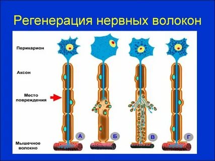 В регенерации нервных волокон основная роль принадлежит
