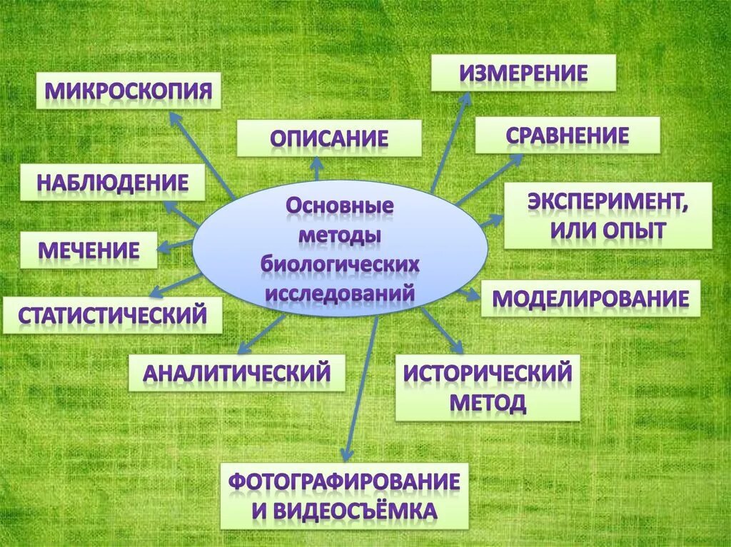 Области биологической науки 5 класс впр знаниями. Методы изучения биологии. Методы исследования в биологии. «Методы биологических исследовани. Методы исследования в би.