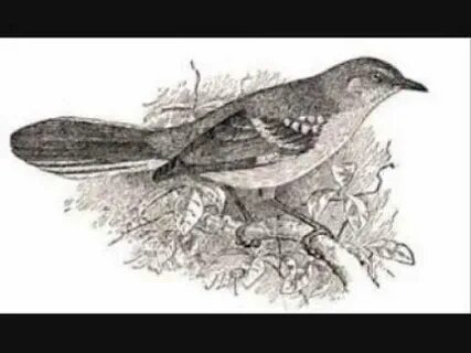 Mockingbird little baby