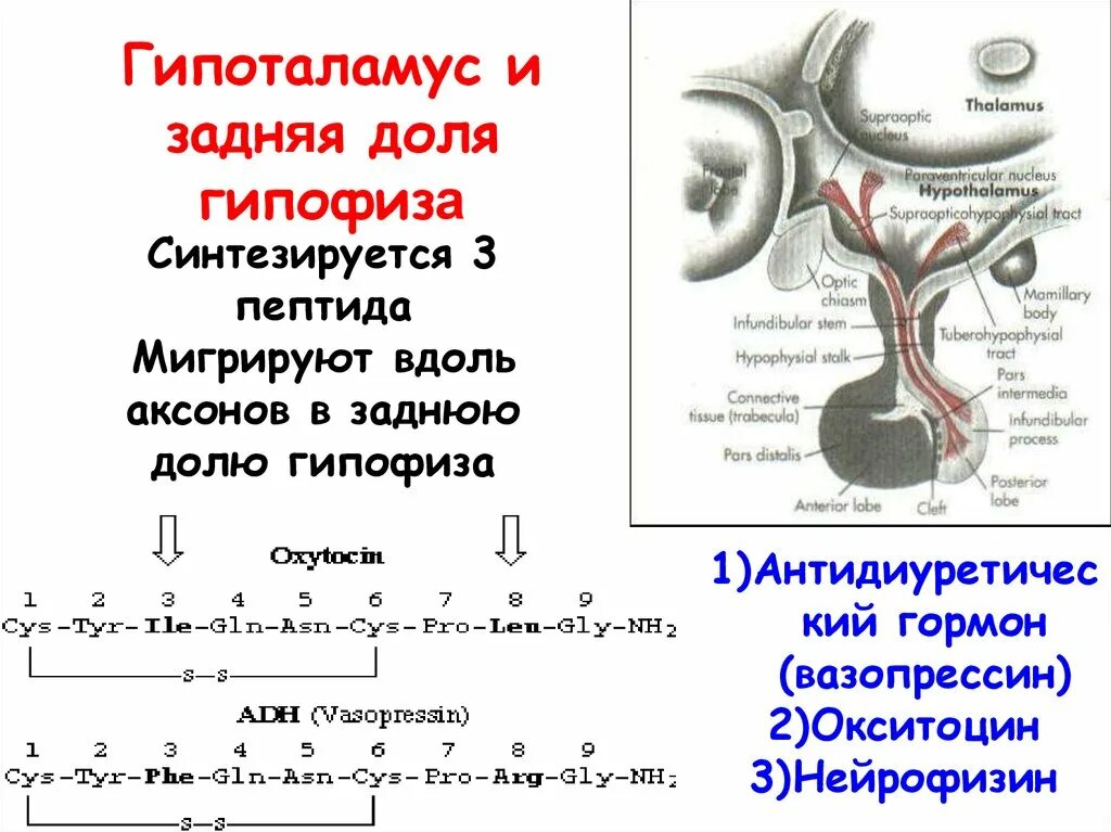 Антидиуретический гормон гипофиза. Вазопрессин гормон гипофиза. Вазопрессин гипоталамус. Окситоцин гормон гипофиза.