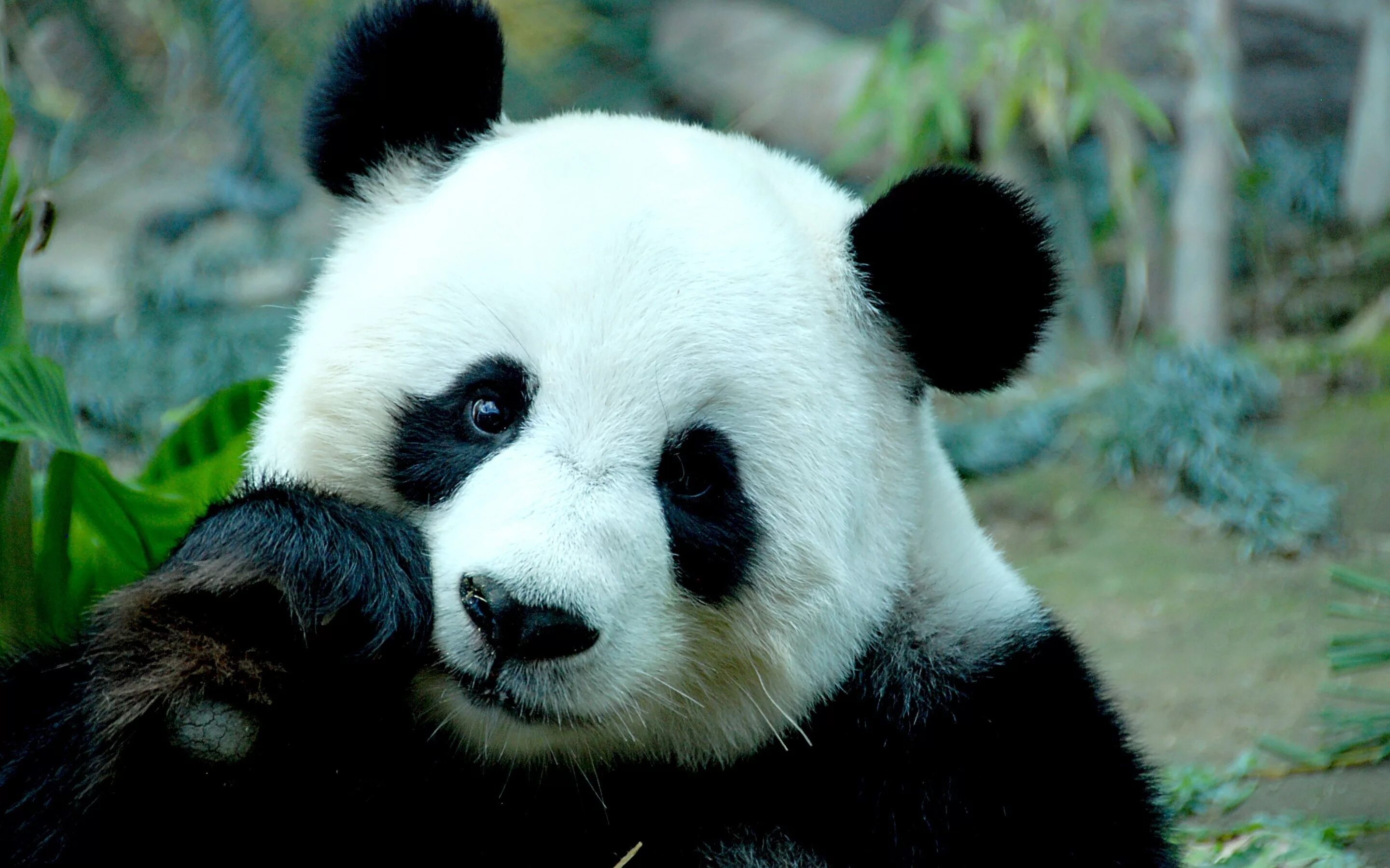 Pandas resample