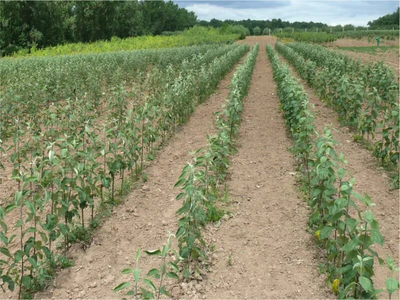 Логотип институт питомниководства и садоводства. Фнц садоводства. Логотип виноградарство. Логотип фгбну «федеральный научный центр лубяных культур». Встисп эмблема.