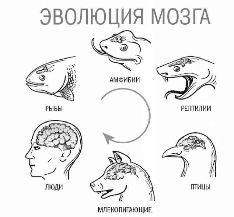 Эволюция мозга. Мозг различных животных. Развитие мозга Эволюция. Мозг рептилии млекопитающего и человека.