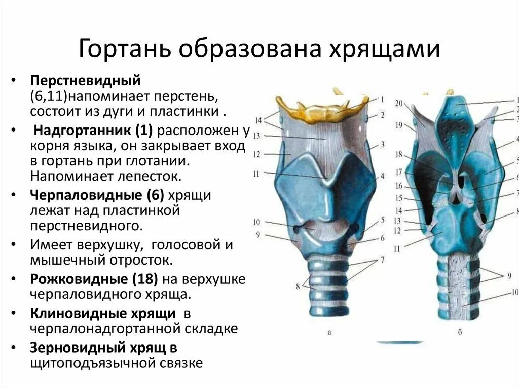 Хрящевое строение гортани. Гортань строение анатомия хрящи. Непарные хрящи гортани анатомия. Дыхательная система хрящи гортани. Клиновидный хрящи гортани анатомия.