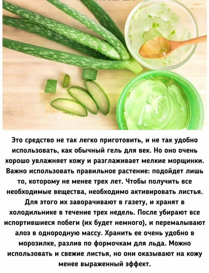 Столетник рецепты