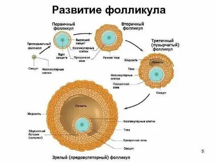 Создание яйцеклеток
