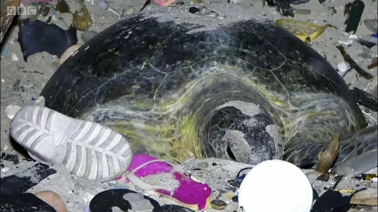 Акула спасла черепаху. Черепаха застряла в мусоре. Уничтожения морских черепах. Черепаха в пакете.