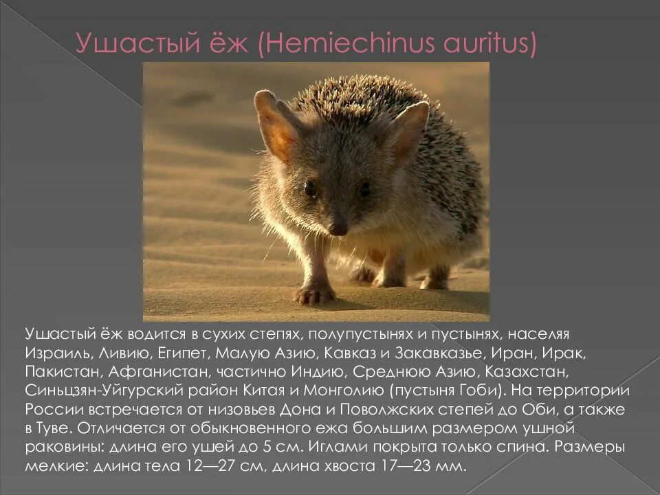 Ушастый еж сообщение. Еж ушастый красная книга донбасса.