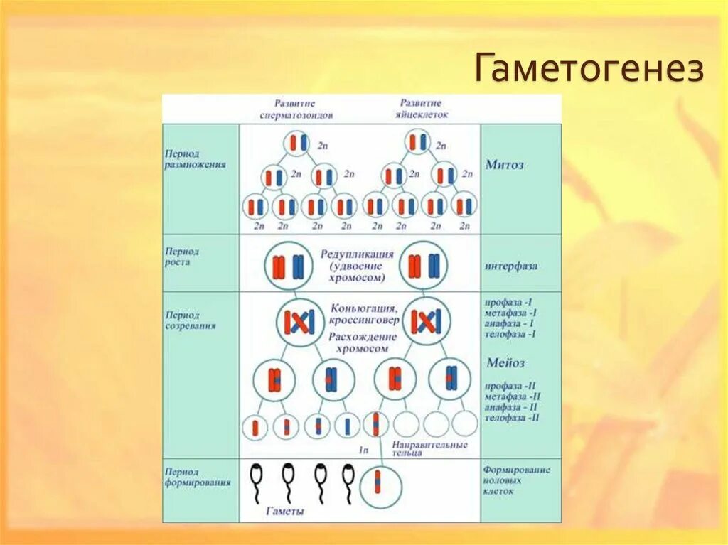 Набор хромосом половой клетки 2n. Развитие половых клеток гаметогенез таблица. Стадии развития половых клеток мейоза. Гаметогенез набор хромосом. Половое размножение гаметогенез