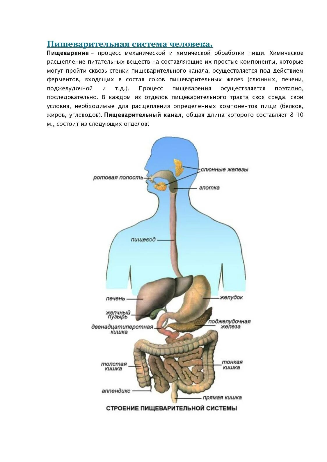 Система пищеварительных органов состоит из. Пищеварительная система человека строение 3 класс. Пищеварительная система человека из каких органов состоит 3. Пищеварительная система человека состоит 3 класс. Пищеварительная система человека пошагово.