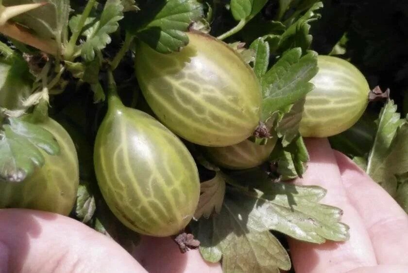 Какие сорта крыжовника самые крупные. Зелёные сорта бутылочного крыжовника. крыжовник уральский бесшипный. крыжовник бесшипный арлекин. крыжовник сорт зеленый дождь.
