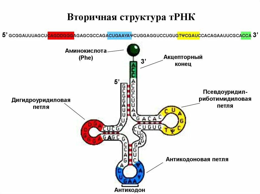 Строение транспортной РНК биохимия. Вторичная структура ТРНК. Первичная вторичная и третичная структура ТРНК. Структура ТРНК биохимия.