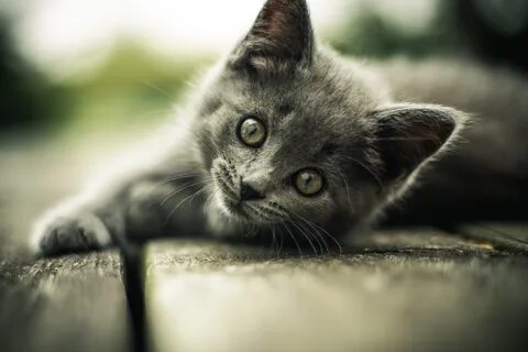 Обои кошечки