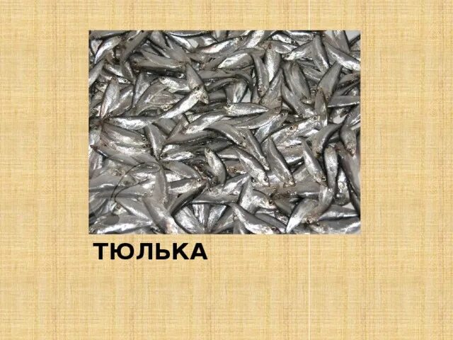 Тюлька и килька в чем разница. Тюлька искусственная. тюлька деревянная. тюлька дровяная. чархальская тюлька.