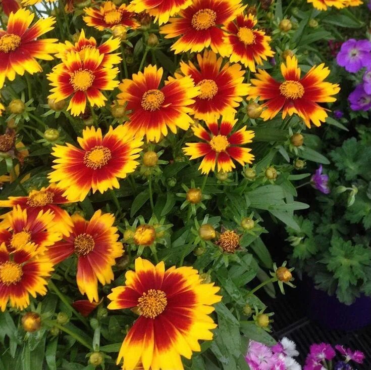 Free Images : flower, purple, petal, garden, flora, seasonal, india, kolkata, fl