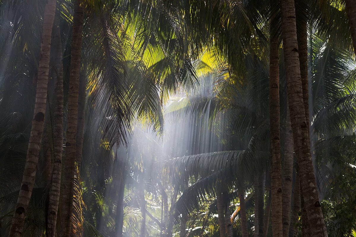 Amazon borneo congo. Джунгли Борнео. Тропические леса Борнео. Остров Борнео (Калимантан). Джунгли острова Калимантан.