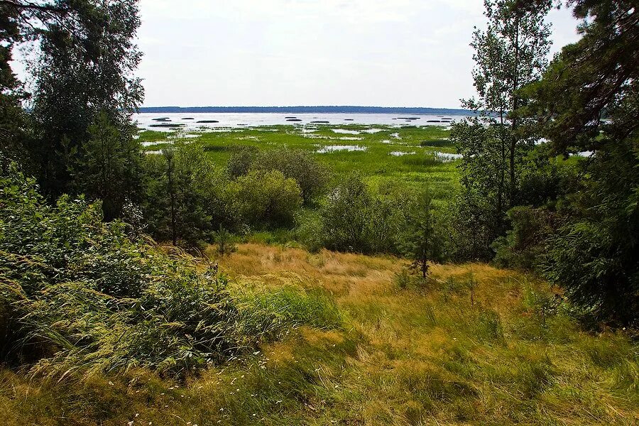 Мещера остаток лесного. Дол Мещера Рязанская область. Детский лагерь Мещера Рязанская область. Лагерь Мещера Рязанская область фото. Маяк в Мещере Рязань.