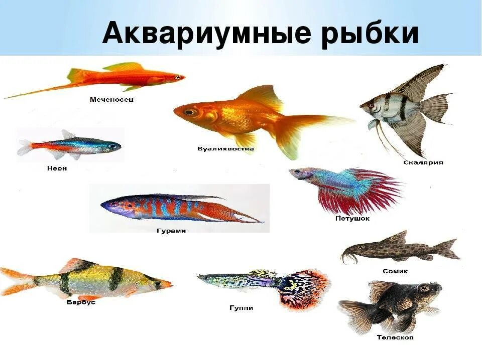 Рыбки для детей с названиями. Морские рыбы для детей. Аквариумные рыбки картинки для детей. Морские и пресноводный аквариумные рыбки.